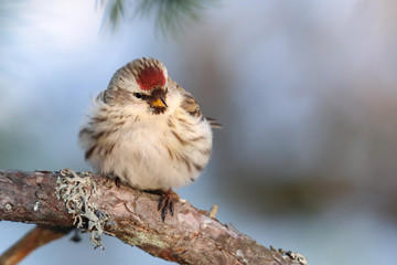 Common Redpoll