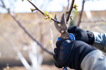 hands in black fingerless gloves cut fruit trees in spring with special scissors with blue handles....