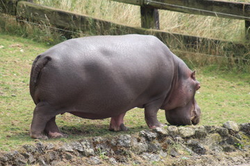 Hippo in the zoo