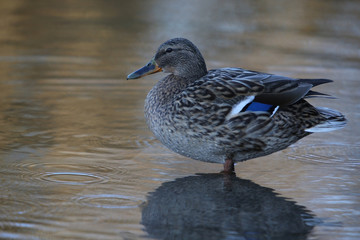 Side view Mallard Ducks Anas platyrhynchos relaxing in pond