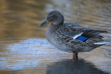 Side view Mallard Ducks Anas platyrhynchos relaxing in pond