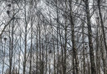 Birch tree trunks pattern. Bird nests on birch branches. Spring, cloudy day