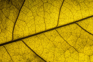 yellow leaf texture background,Autumn, Leaf, Backgrounds, Abstract, Nature