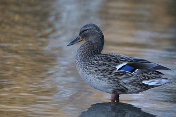 Side view Mallard Ducks Anas platyrhynchos relaxing in pond