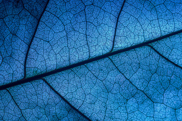 texture of vein blue leaf,Leaf, Leaf Vein, Magnification, Tree, Blue