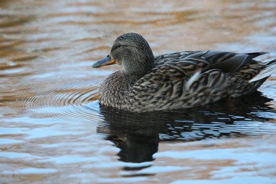 Side view Mallard Ducks Anas platyrhynchos relaxing in pond