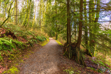 hiking trail in forest - BC winter
