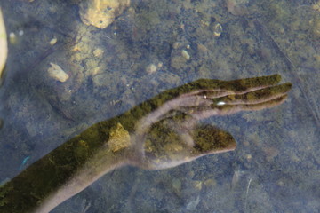 hand in water