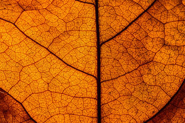 background of red geranium leaf, look likes human veins,Backgrounds, Abstract Backgrounds, Leaf,...