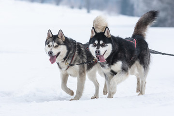 A pack of siberian huskies and malamuts participating in the dog sled racing contest, Tusnad, Romania