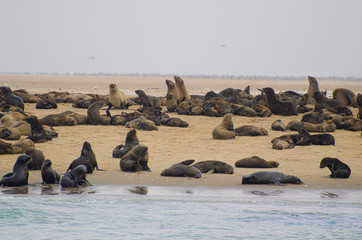 Colony of sels on the beach