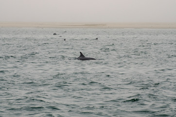 dolphin fin in the ocean