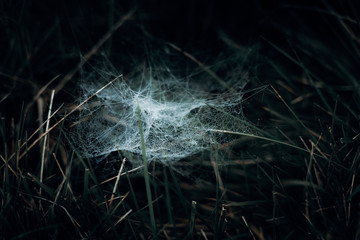 Closeup of spider web with dew drops in high grass