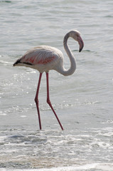 flamingo in the water