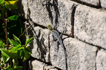 Lizard on stone wall