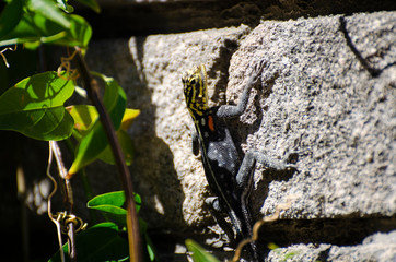 Lizard on stone wall