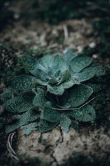 Closeup of plant growing on ground