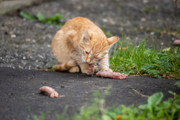 lean stray red cat eats meat