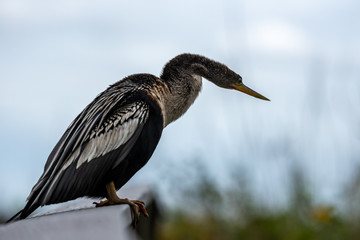 Female Anahinga Cranes its neck for better look