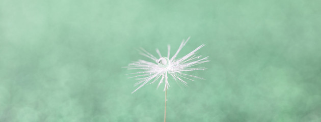 Drops of dew on dandelion seeds. Macro background