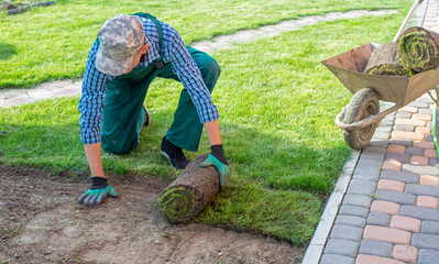 Man laying grass turf rolls for new garden lawn