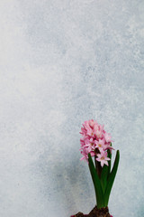 Pink hyacinth on black background. Copy space. Selective focus. Bouquet of spring flowers