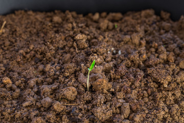 Little plant growing on soil with sunlight