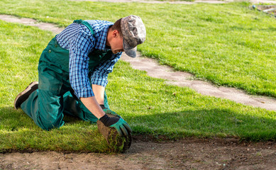 Man laying grass turf rolls for new garden lawn