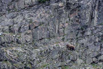 Grizzly On Rock Wall