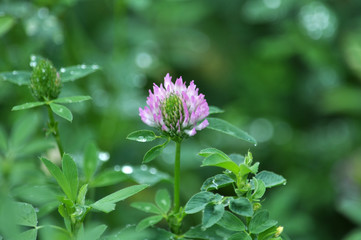 Blossom of the clover of red