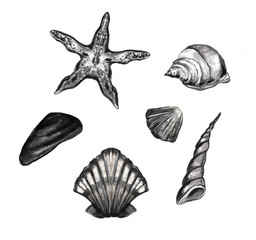 Illustration of seashells and starfish in monochrome colors. Set of nautical objects.