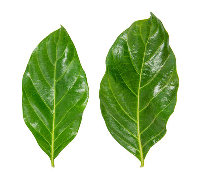 Green leaves of Noni or Morinda Citrifolia isolated on white background with clipping path (Rubiaceae Noni, great morinda, indian mulberry, beach mulberry, cheese fruit, Gentianales)