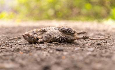 Dead mouse on a background of green forest. Extinction of species in the wild