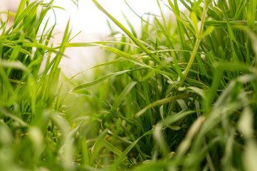 Sunny fresh field and lush green grass
