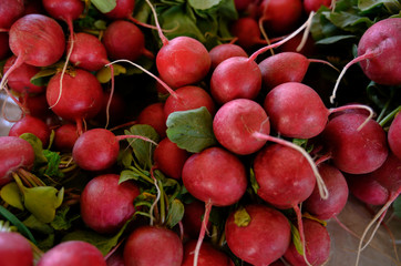 Fresh Radishes in Bunches