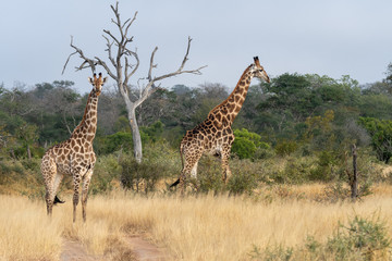 A pair of giraffes (Giraffa giraffa) in the Timbavati reserve, South Africa