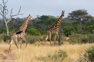 A pair of giraffes (Giraffa giraffa) in the Timbavati reserve, South Africa