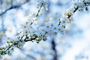 Blooming cherry tree