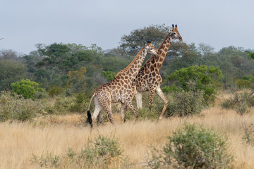 A pair of giraffes (Giraffa giraffa) in the Timbavati reserve, South Africa