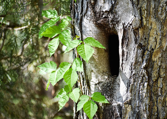 A poison ivy vine on a tree with a hole