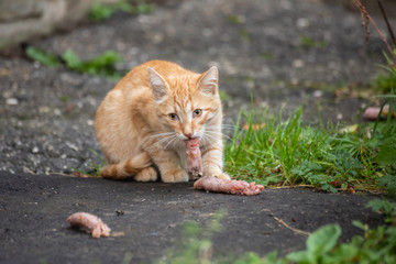 Obraz premium lean stray red cat eats meat