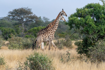 A pair of giraffes (Giraffa giraffa) in the Timbavati reserve, South Africa