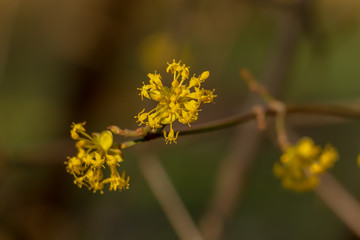 in early spring, a yellow tree blooms
