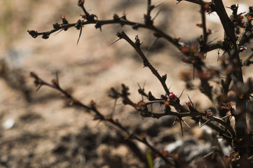 A bush with thorns in a sandy area