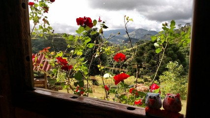 Rosas na janela