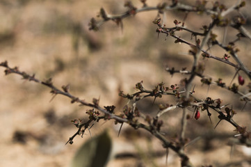 A bush with thorns in a sandy area