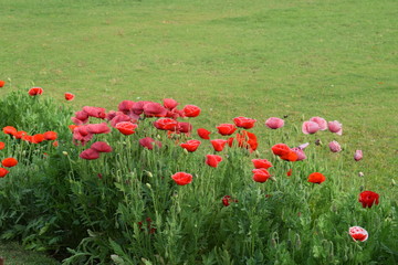 Wild red flowers in bloom