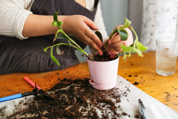 child replants plant sprouts in pots with soil