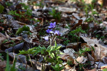 Solar april morning in the wood. The recovered plants please with fresh greens. Among different plants in the center there is a blossoming hepatica.