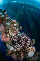 Sea star on Oil Platform